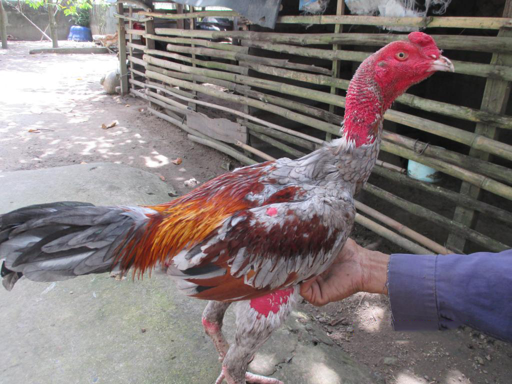 Các hình thức chơi chọi gà Campuchia phổ biến